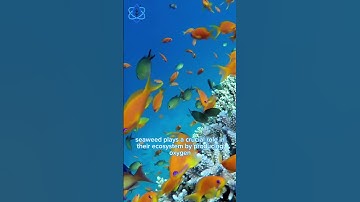 Macroalgae? 🤔 #energysources #seaweed #newenergy