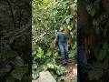 BANGUN POHON DENGAN KOKOH BIAR POHON MELAKUKAN PERANNYA SANGAT KUAT UNTUK HALAU BANJIR LONGSOR