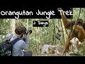 Orangutan Jungle Trek in Bukit Lawang, Sumatra Indonesia: 2 day trek