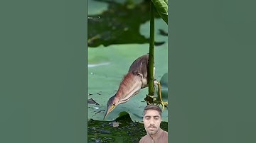 Surah ikhlas #egzonibrahimi #سورة_الإخلاص #ikhlas #shortvideo #nature