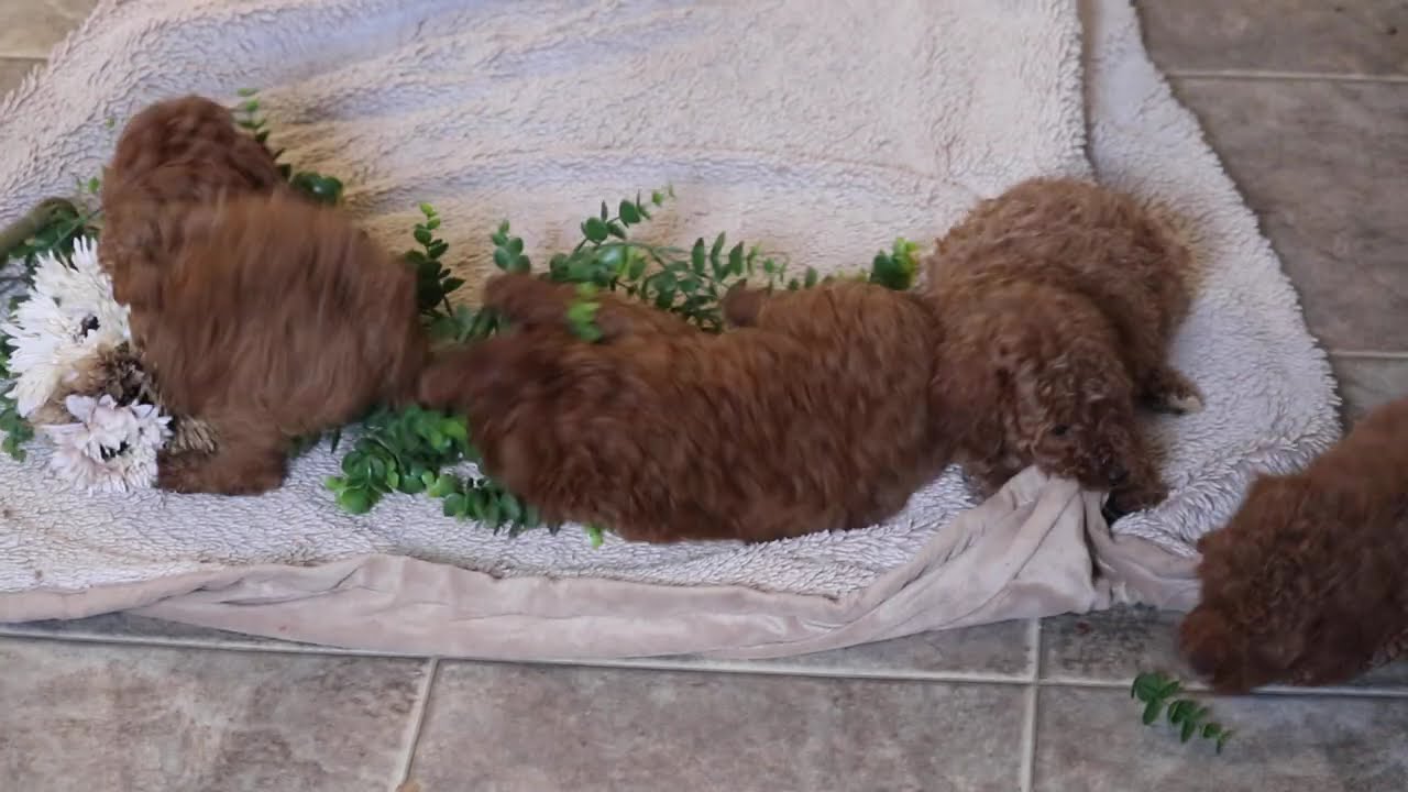 Продаются щенки миниатюрного пуделя.