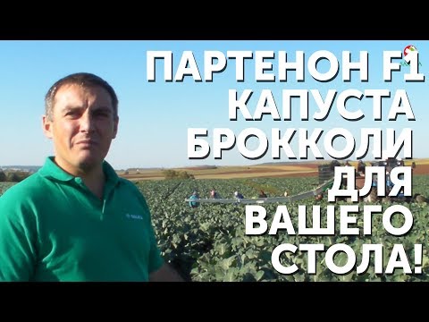 Партенон F1 - Капуста брокколи для вашего стола!