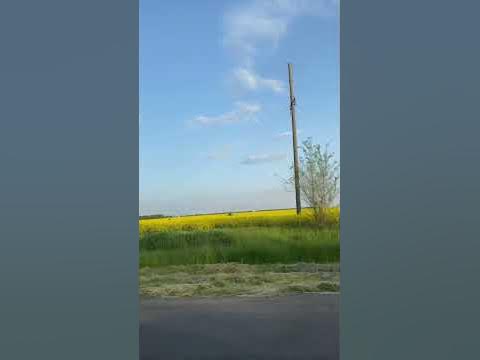 Гарні жовті поля 💛🌼🇺🇦 #поле #квіти #круто #весна #spring #happy #дніпро ...