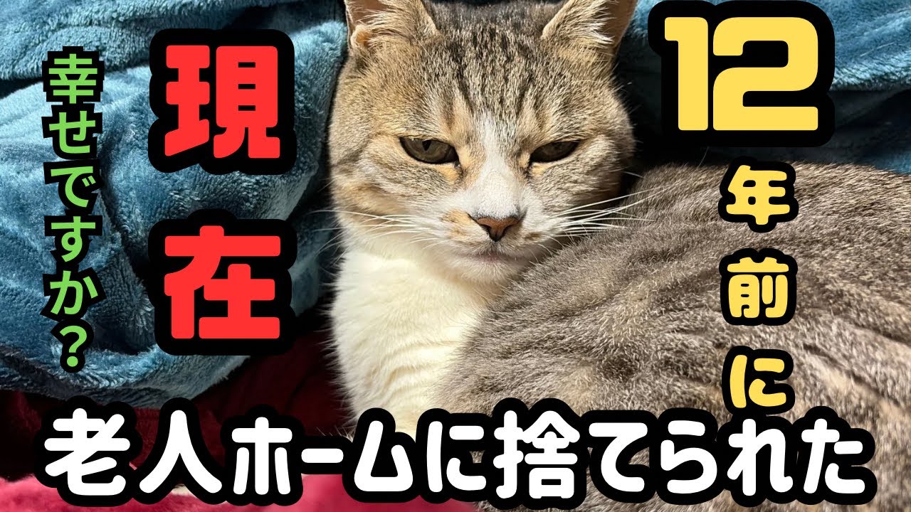 12年前に老人ホームのゴミ捨て場に捨てられていた子猫の現在