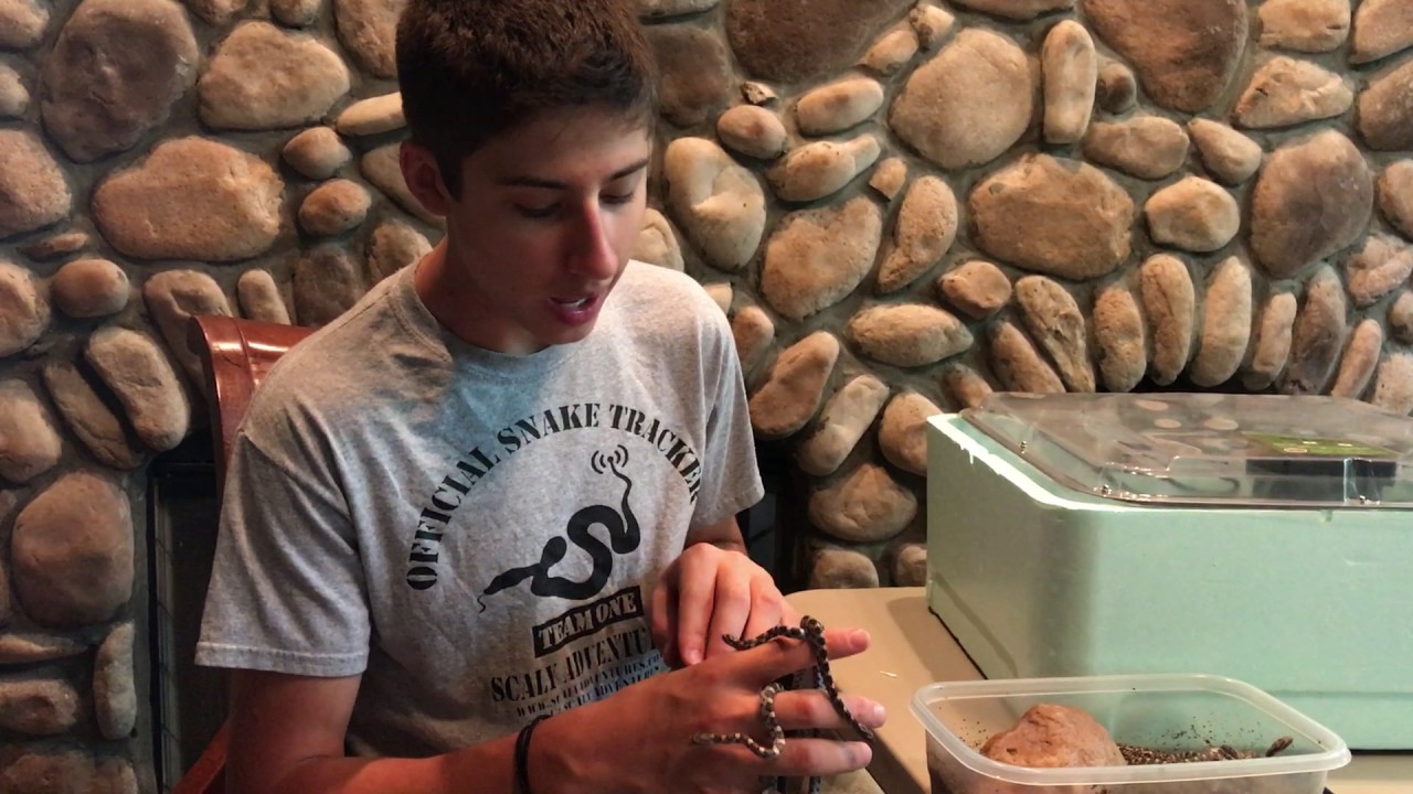 reptile incubator australia What do baby corn snakes look like?