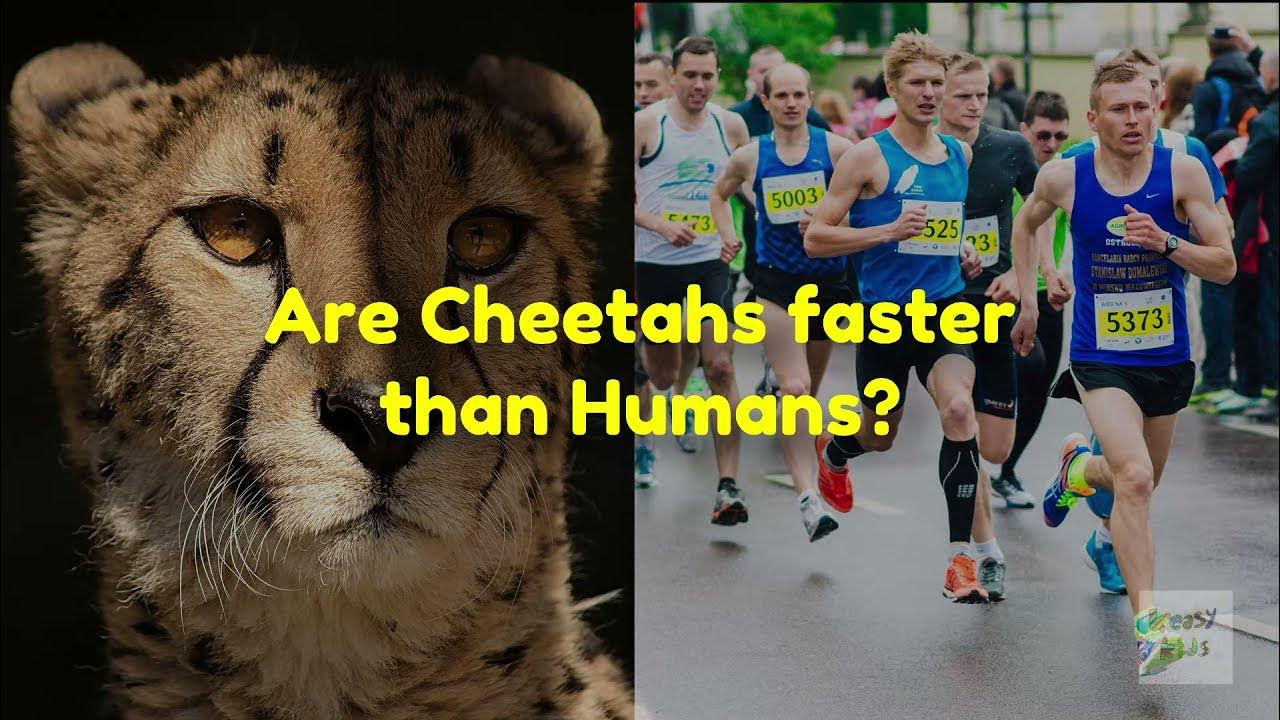 Are Cheetahs Faster Than Humans? Comparison Between Cheetahs and