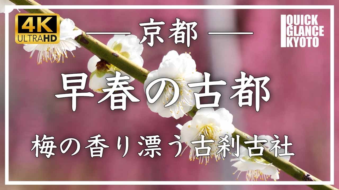 【早春の古都】もうすぐ梅の季節、いよいよですね☺️京都の春を運ぶ梅をご覧ください。 北野天満宮、三室戸寺、梅小路公園、城南宮、同志社、下鴨神社、御所、梅宮神社、嵐山羅漢、車折神社、随心院、二条城等