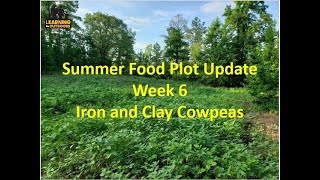 Summer food plot update week 6: Iron and Clay Cowpeas