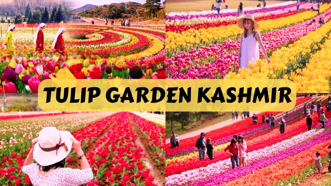 Kashmir Ka Tulip Garden  Tulip Festival 2023  Best Places To Visit in Srinagar Kashmir Vlog Hindi