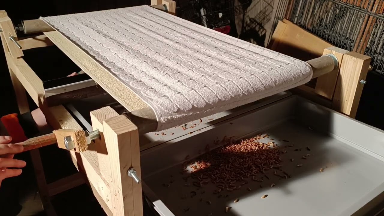 Selbstgebautes Sortierband für Mehlwürmer | Prototyp und Test