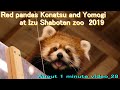 Red panda  konatsu and yomogi at izu shaboten zoo about 1 minute28