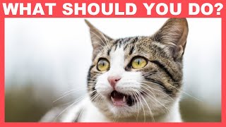 Why Do Cats Drool?