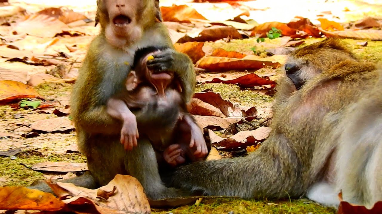 Monkey Getting Bothered Little Monkey Tilly get bothered From Ariana after comes back from ...