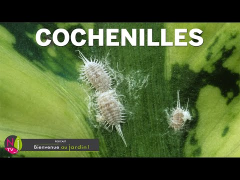 Vidéo: Ravageurs des cochenilles des agrumes : informations sur la lutte contre les cochenilles des agrumes