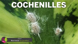 Cochenille : comment s'en débarrasser ?