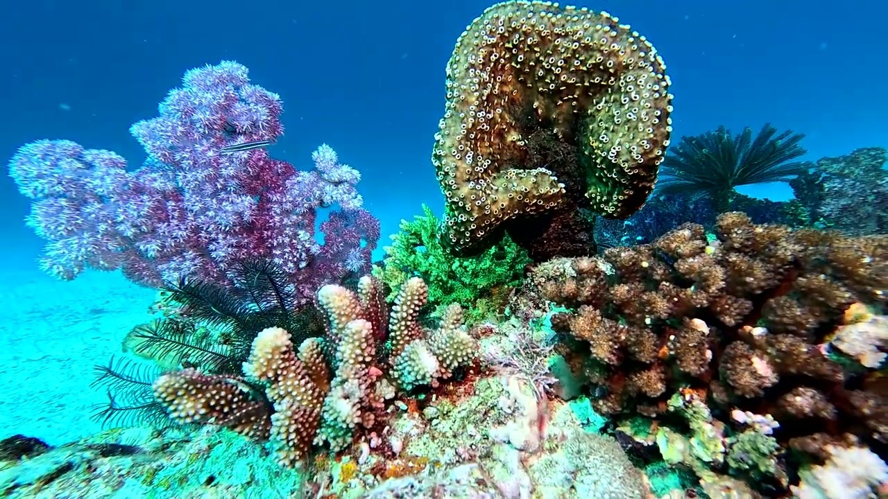 Amazing corals at Rainbow Reef in Fiji - World's best dive sites