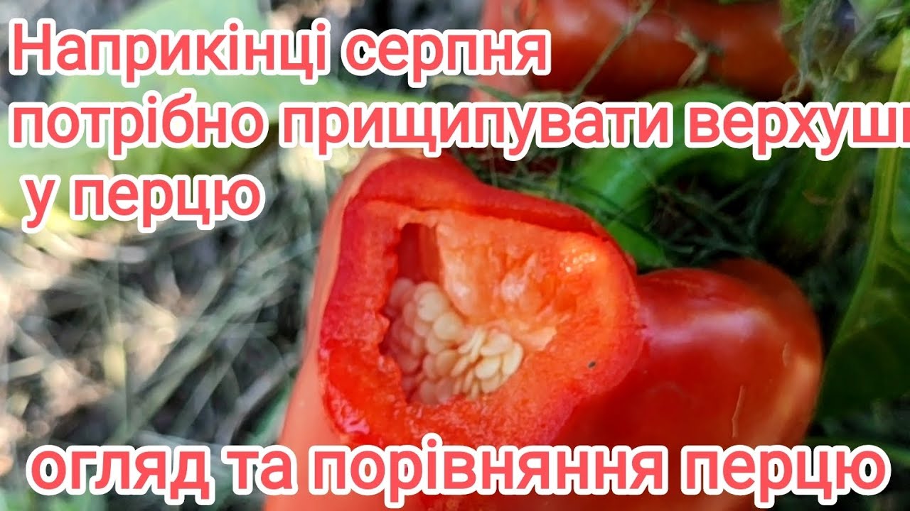 Огляд перцю з купованих пакетиків та з моєї розсади. Геркулес F1 на грядці та в теплиці.