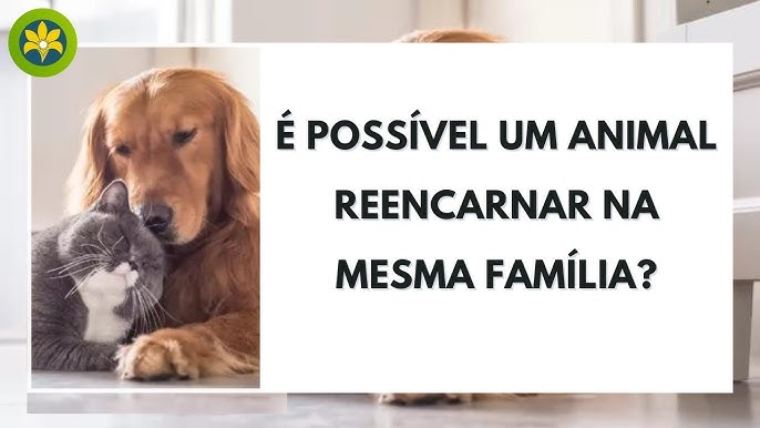 Animal Carente CE