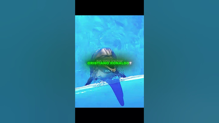 The Dolphin Knows The Goat 🥶