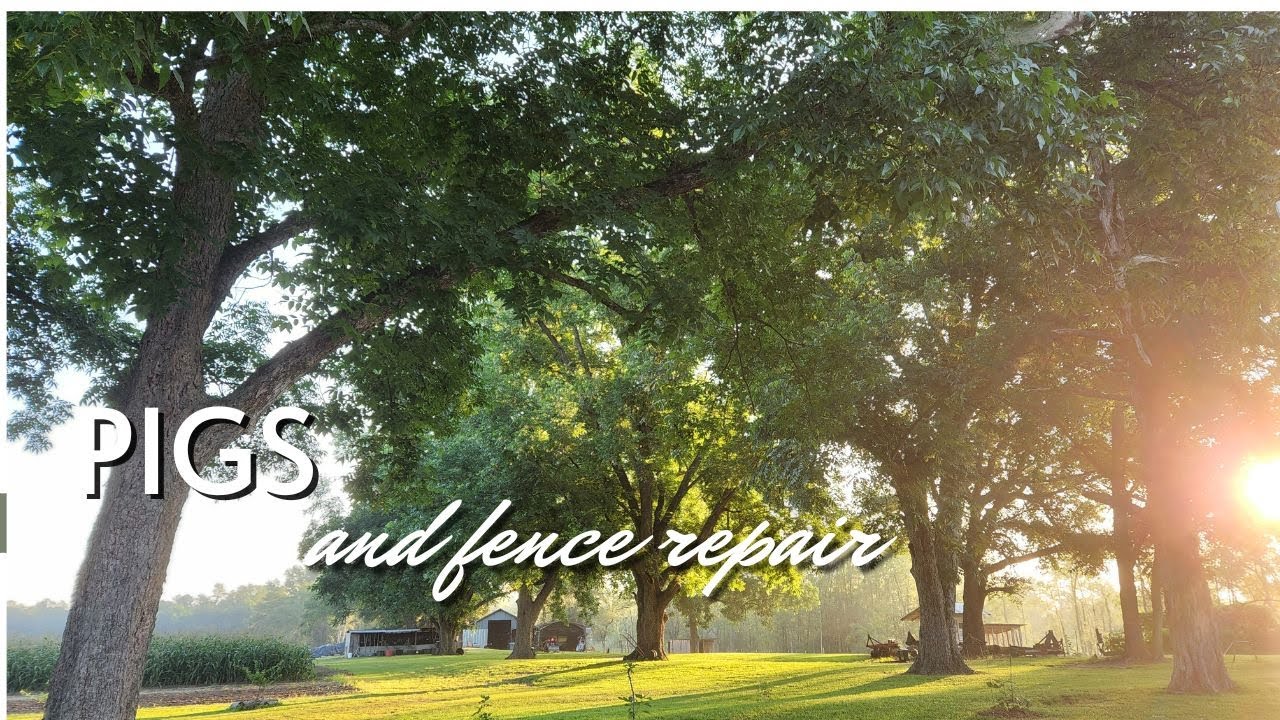 pigs-and-fence-repair-youtube