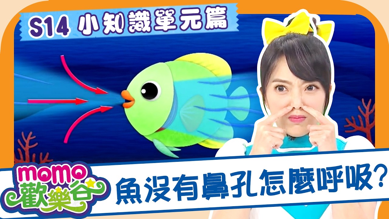 魚沒有鼻孔怎麼呼吸呢🐟❓｜圖片找不同｜認知遊戲｜提升專注力｜MOMO歡樂谷S14 EP43｜#momokids 縮圖