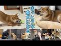 柴犬なだのトレーニングを見守る柴犬てぃーだ