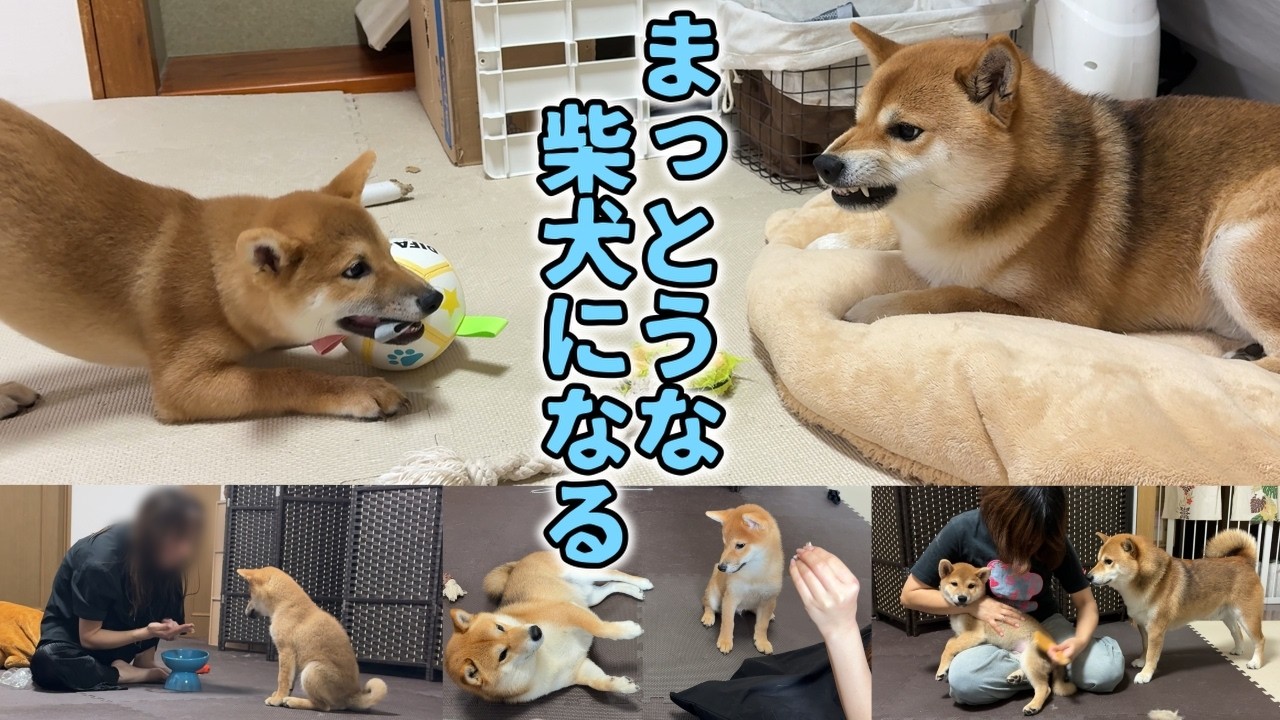 柴犬なだのトレーニングを見守る柴犬てぃーだ