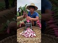 Field Vegetable Processing: Slicing Freshly Harvested Radishes with a Manual Slicer