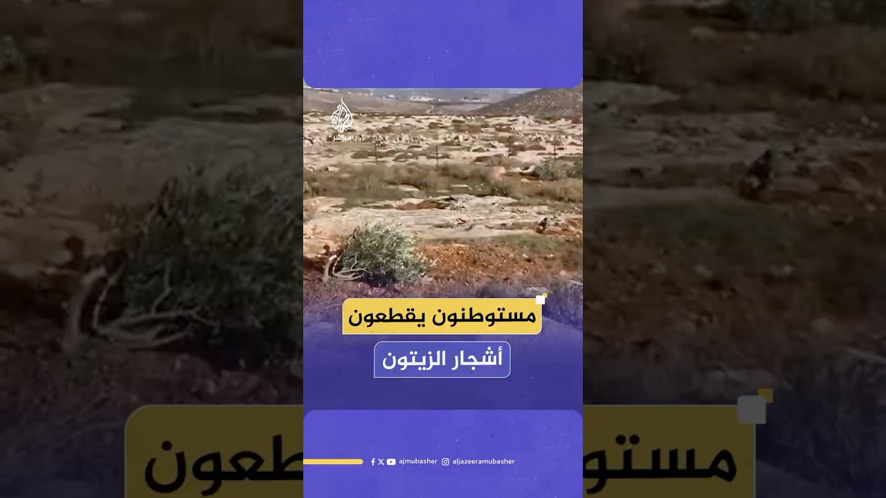 مشاهد توثق آثار قيام مجموعات المستوطنين بقطع عشرات أشجار الزيتون في بلدة مخماس شمالي القدس المحتلة