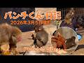 パンチくん 2026年3月5日【パンチくん 日記】市川市動植物園 Punch the monkey