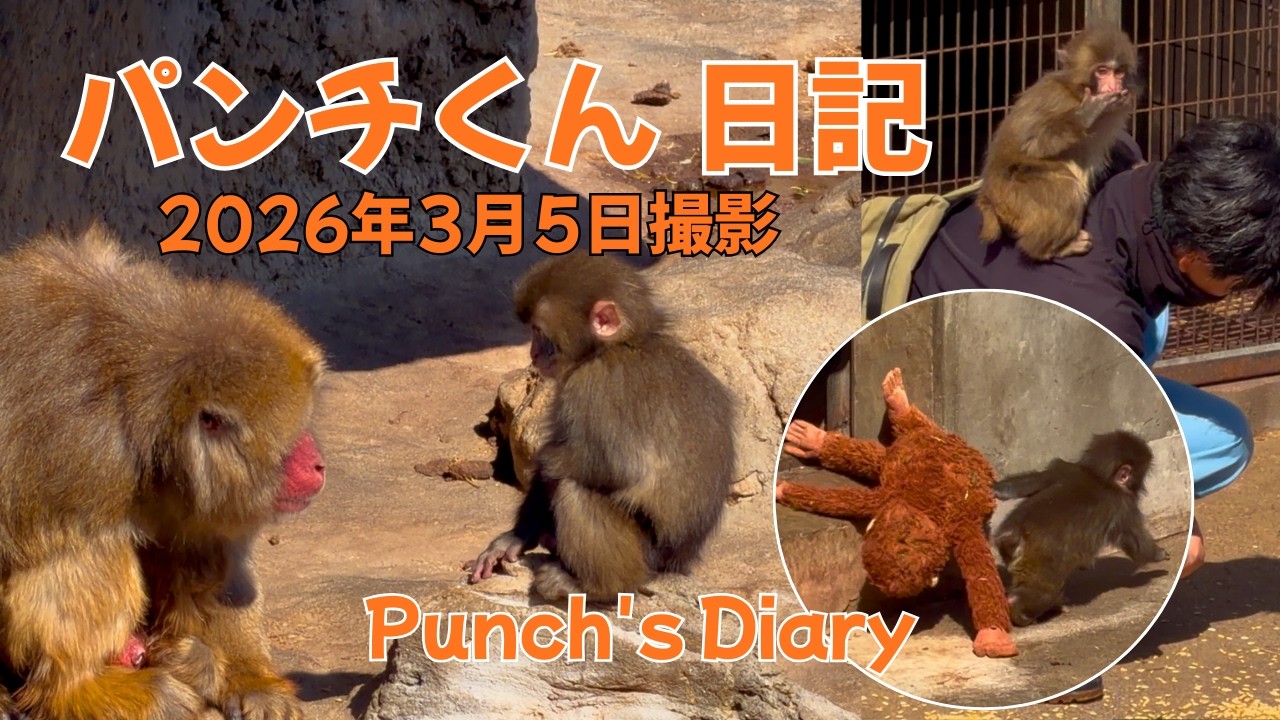 パンチくん 2026年3月5日【パンチくん 日記】市川市動植物園 Punch the monkey