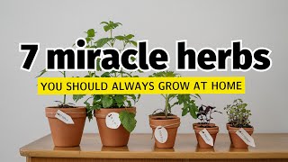 7 MIRACLE HERBS YOU SHOULD ALWAYS GROW | Halamang Gamot na Dapat mong Itanim | ZYX Fam