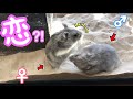 恋するハムちゃん【生後75日目】
