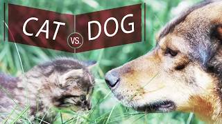 WIRED   The debate is over  Dogs are smarter than cats,