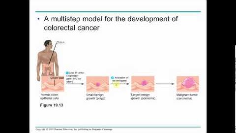 campbell chapter 19 part 2