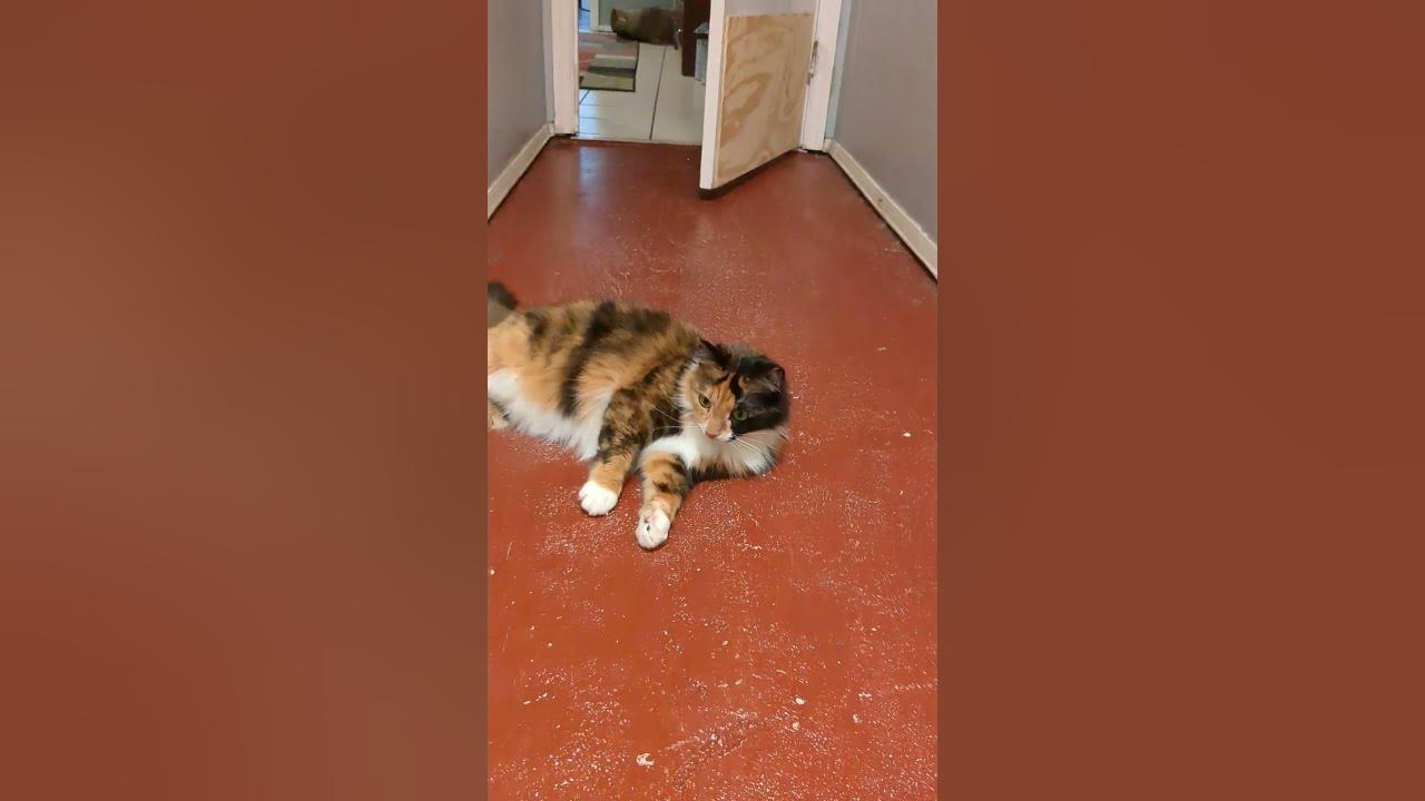 meme spazzing out. shorts short cats cute calico cutecat funny