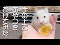 自己紹介しながら ハムスターに 手の上でおやつあげてみました♪
