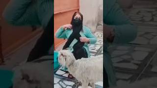 Goat Short Video By Gul Baji