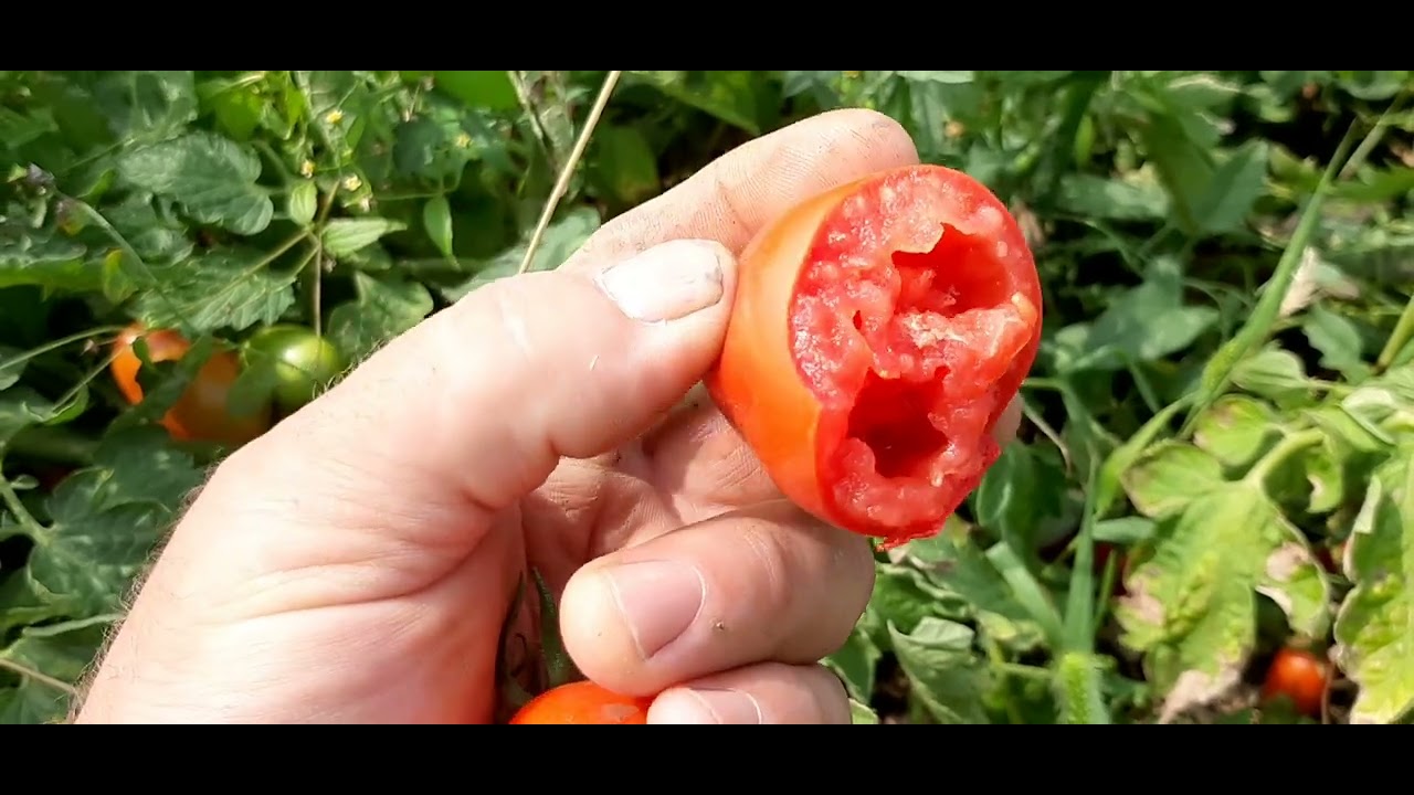 Rosii in camp ,sfarsit de august !