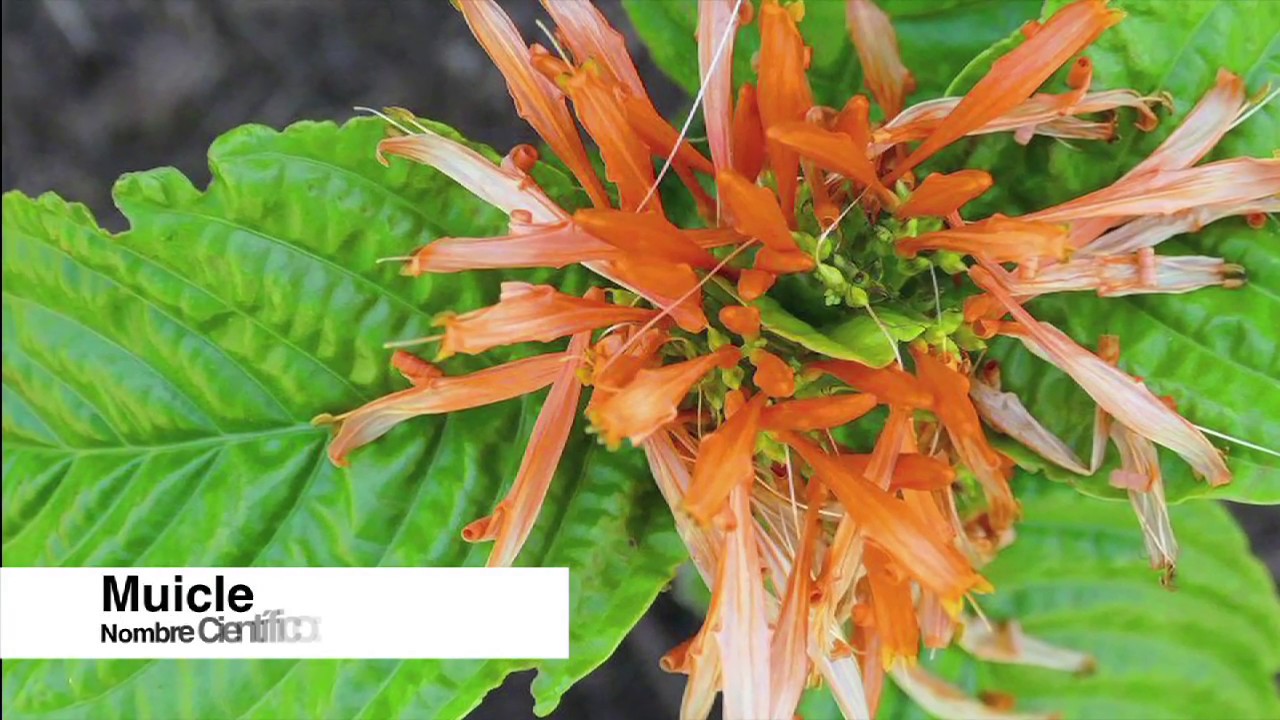 ¿Qué es el Muicle y para qué sirve? YouTube ¿Qué es el Muicle y para qué sirve? YouTube