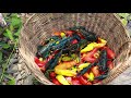 survival in the rainforest-Found shirmp & ​chili pepper for cook -Eating delicious HD