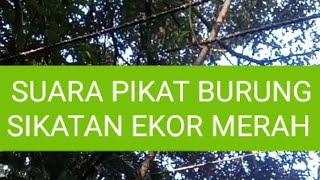 SUARA PIKAT SIKATAN EKOR MERAH