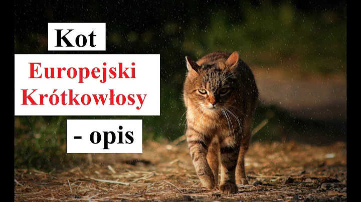 Video 11640981: european shorthair cat