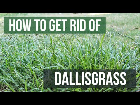 Video: What Kills Signalgrass: het wegwerken van Signalgrass-planten