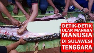 Video detik-detik Wanita di Sulawesi Tenggara dimangsa Ular Piton, Begini Jasadnya