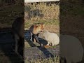 キツネ#野良猫保護、救助#捨て猫#Stray cat rescue and protection #abandoned cats