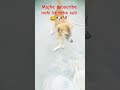 mujhe koi subscribe nahi kr reha 😂❤️🙏 #funny #fun#new re #labrador#fuunydog#doglovers#youtubeshorts