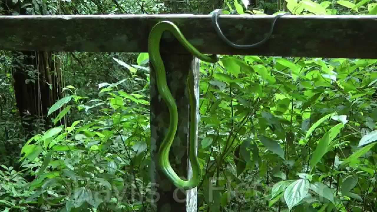 Grey-tailed racer, Mulu NP, Malaysia. 20140311_154220.m2ts - YouTube