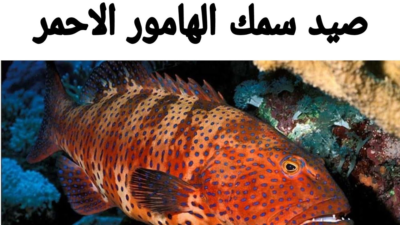 مكان تواجد الناجل وسمك الطرادي وسمك الشريفه وانواع الكشر الاحمر والفروق ...