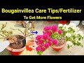 Bougainvillea not Blooming / Plant Care Tips / Fertilizer